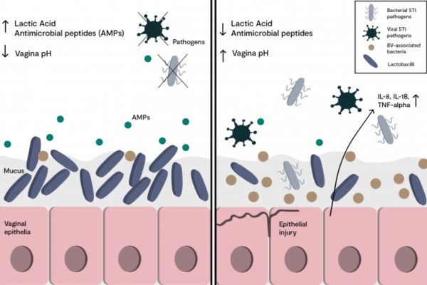 Men phụ khoa giúp làm tăng acid lactic và giảm pH âm đạo