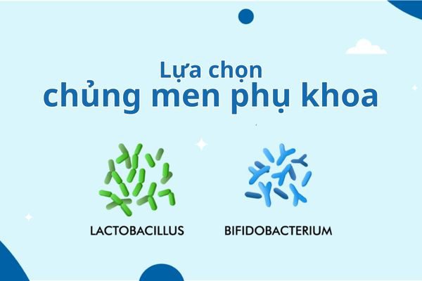 Lactobacillus và Bifidobacterium là hai loài men phụ khoa thường được sử dụng nhất