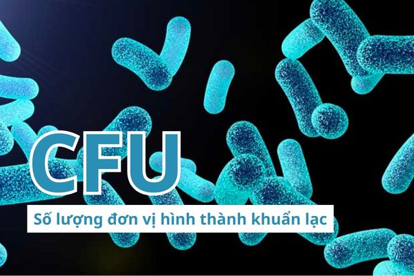 Chỉ số CFU cho thấy định lượng lợi khuẩn có tác dụng trong một liều