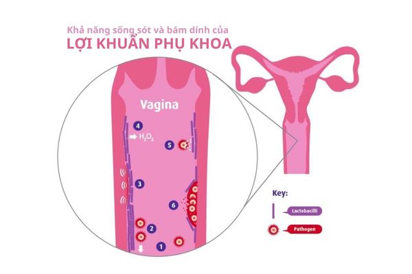 Khả năng sống sót và bám dính tại âm đạo ảnh hưởng đến hiệu quả của lợi khuẩn