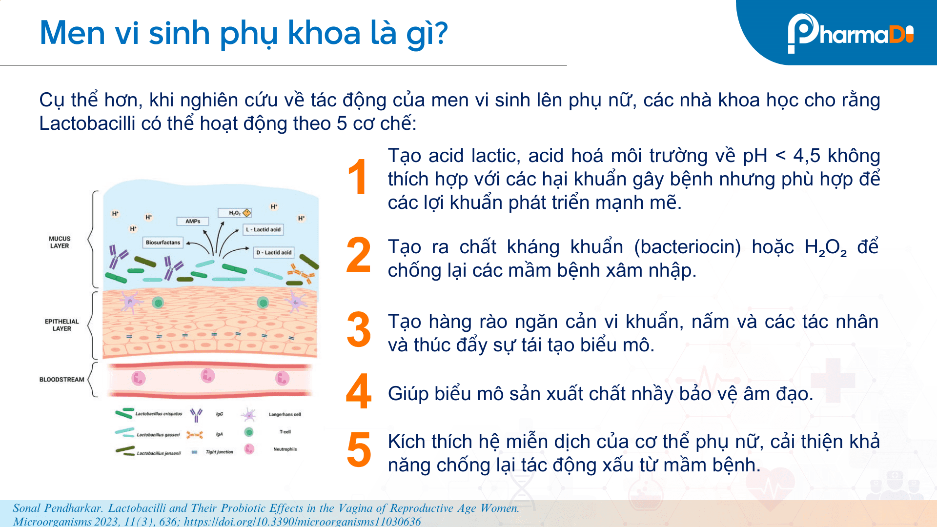 Men vi sinh phụ khoa là gì?