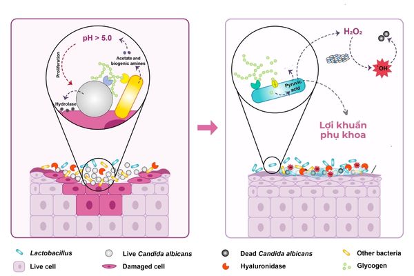 Lợi khuẩn âm đạo tiết ra các acid giúp điều chỉnh pH