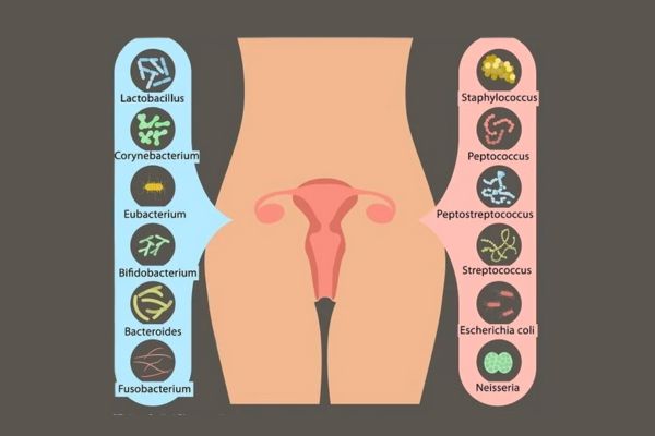 Men vi sinh phụ khoa giúp hệ vi sinh âm đạo trở về trạng thái cân bằng