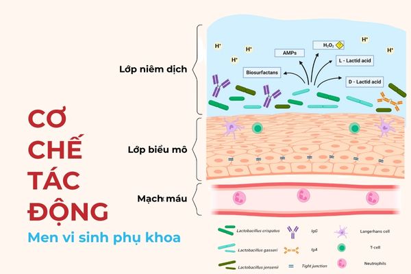 Lợi khuẩn tác động theo nhiều cơ chế khác nhau đến âm đạo phụ nữ