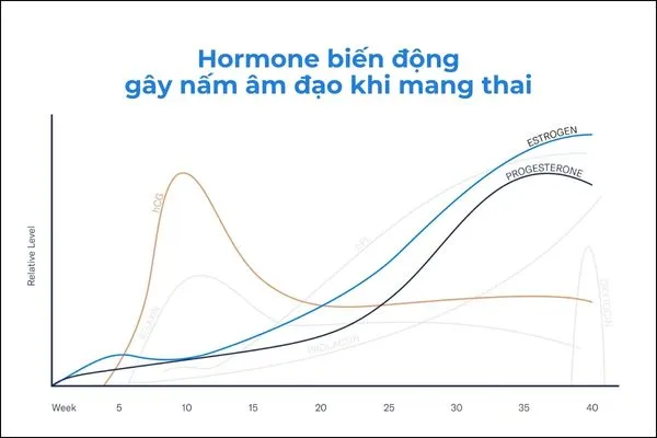 Nội tiết tố thay đổi là nguyên nhân khiến chị em bị nấm âm đạo khi mang thai