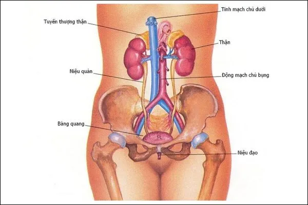 Cấu trúc niệu đạo ngắn ở nữ giới dễ gây viêm nhiễm đường niệu hơn nam giới