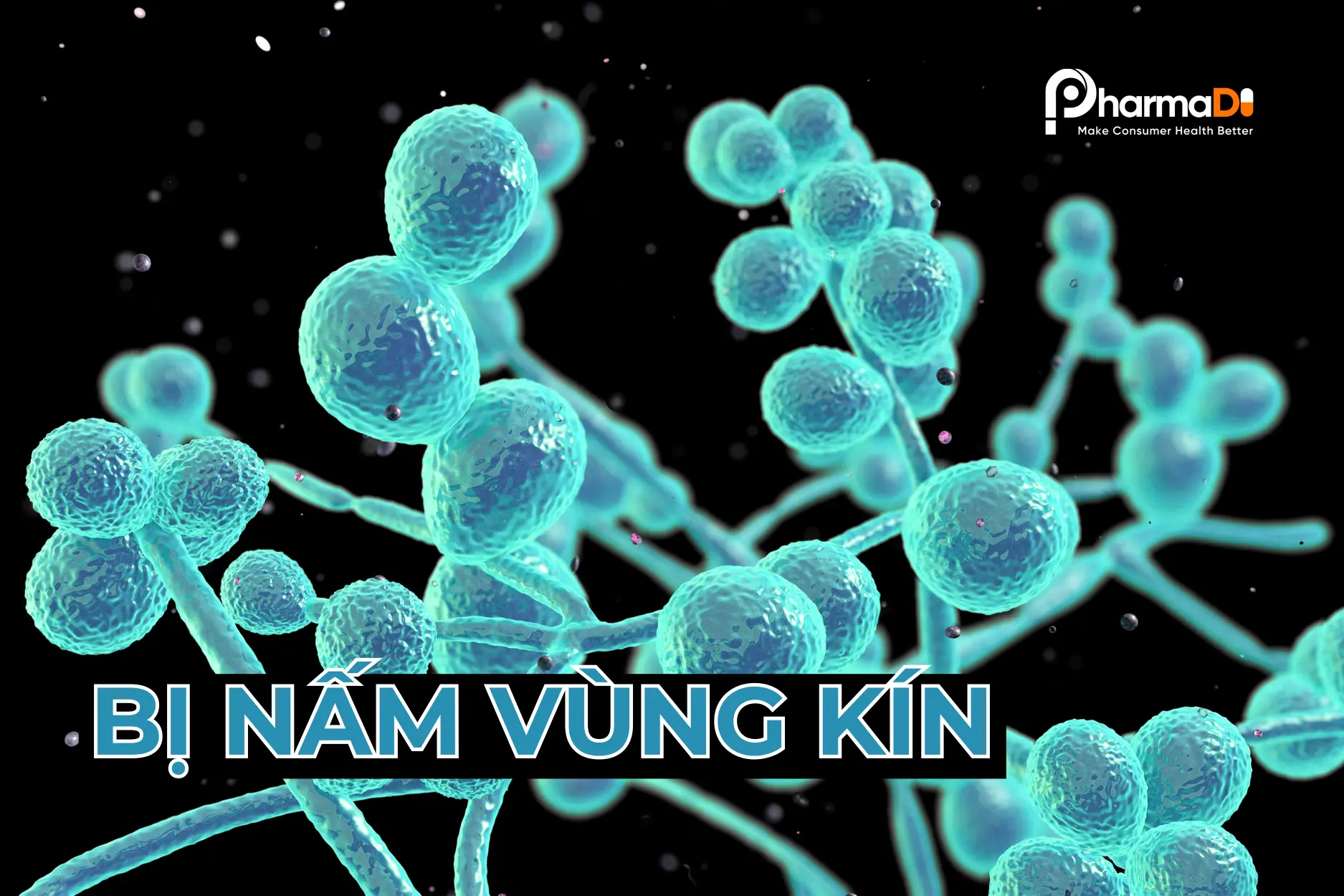 Candida albicans là nguyên nhân gây bệnh nấm vùng kín ở nhiều phụ nữ