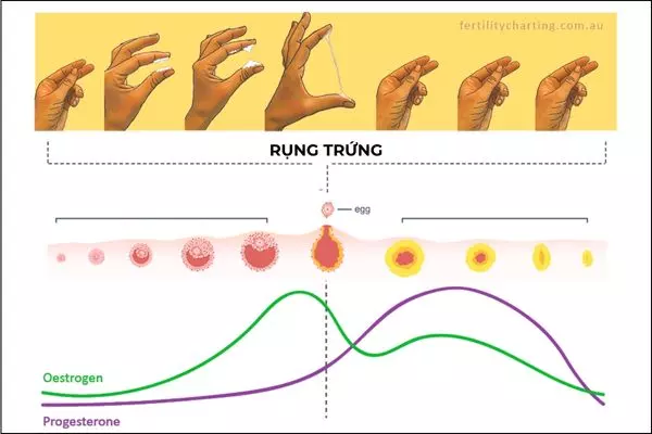 Khí hư sinh lý thay đổi theo chu kỳ rụng trứng