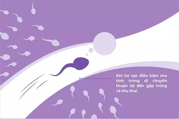 Khí hư có vai trò quan trọng trong việc quan hệ và thụ thai