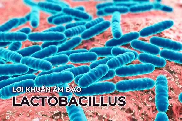 Lactobacillus là lợi khuẩn chiếm ưu thế nhất tại hệ vi sinh âm đạo khoẻ mạnh