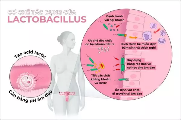 Lactobacillus tạo ra nhiều cơ chế khác nhaud để bảo vệ âm đạo