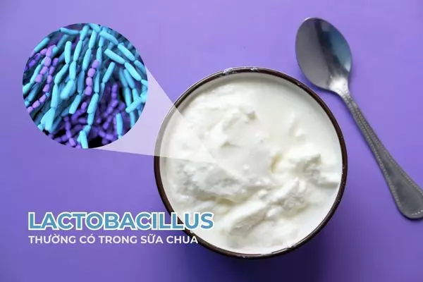 Bổ sung sữa chua chứa nhiều Lactobacillus có thể hỗ trợ cân bằng vi sinh âm đạo