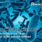 Lactobacillus