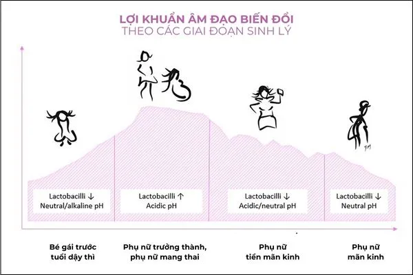Hệ vi sinh vùng kín biến đổi theo từng giai đoạn sinh lý