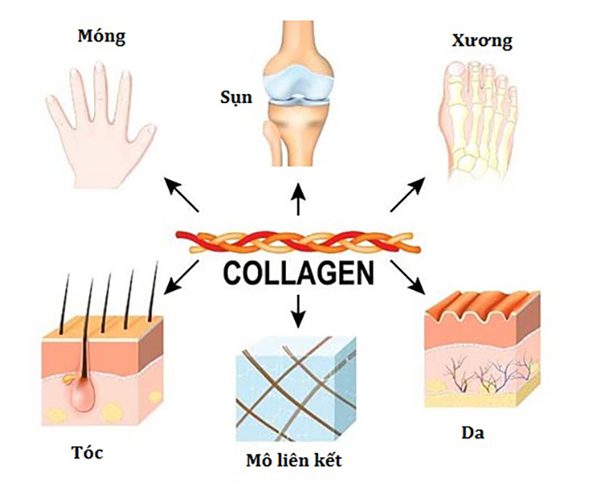 Vai Trò Collagen Với Làn Da