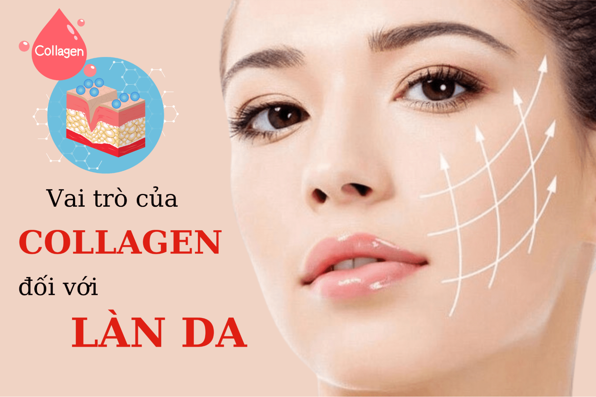 Vai Trò Collagen Với Làn Da