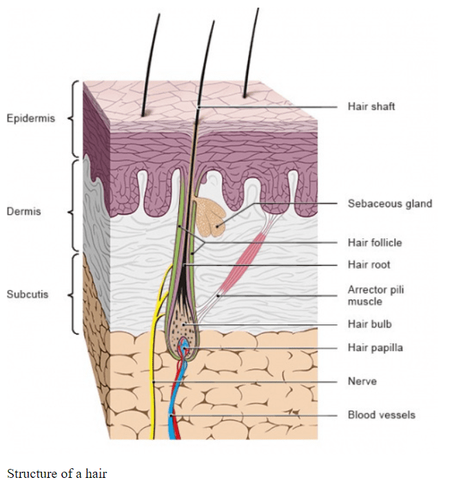 Rụng Tóc Nội Tiết Androgen