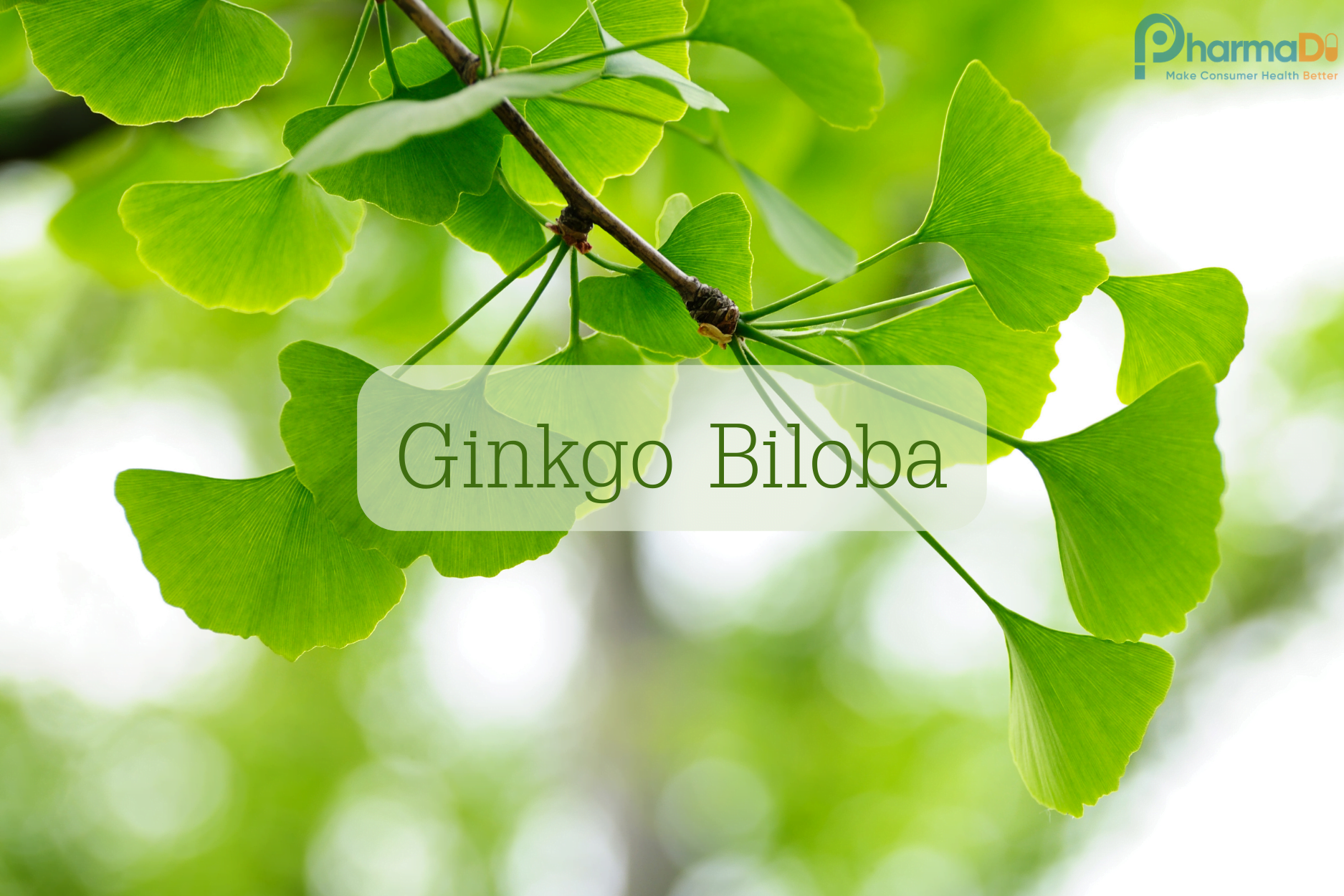 Lợi ích Sức Khoẻ Của Ginkgo Biloba