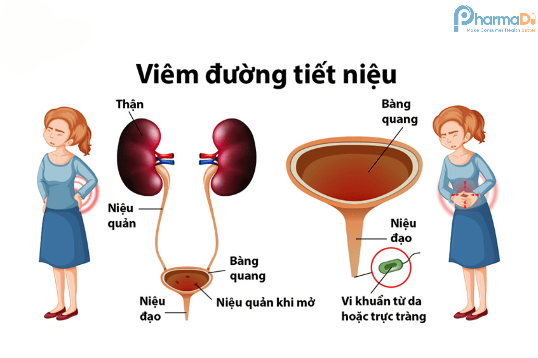 Nhiễm Khuẩn Tiết Niệu Và Những điều Lưu ý