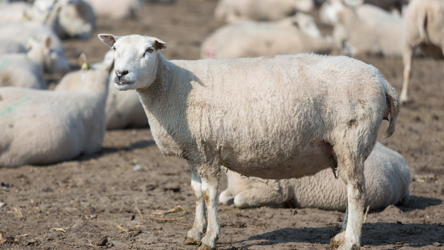 Nhau thai cừu là một bộ phận hình thành trong quá trình mang thai của cừu