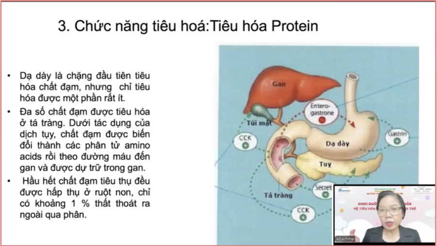 Chức năng tiêu hoá: tiêu hoá protein