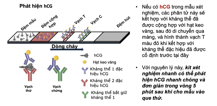 Bút thử thai One Moment H/2 cái DIAGNOSIS F (DFU) giúp phát hiện mang thai