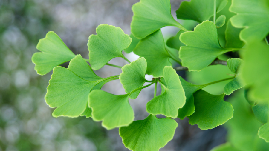 GINKGO BILOBA LÀ GÌ? CÔNG DỤNG, CÁCH DÙNG VÀ LIỀU DÙNG 