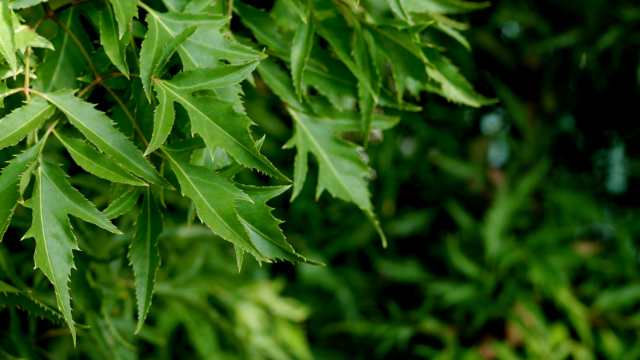 CÂY ĐINH LĂNG CÓ CHỮA RỐI LOẠN TIỀN ĐÌNH ĐƯỢC KHÔNG? 