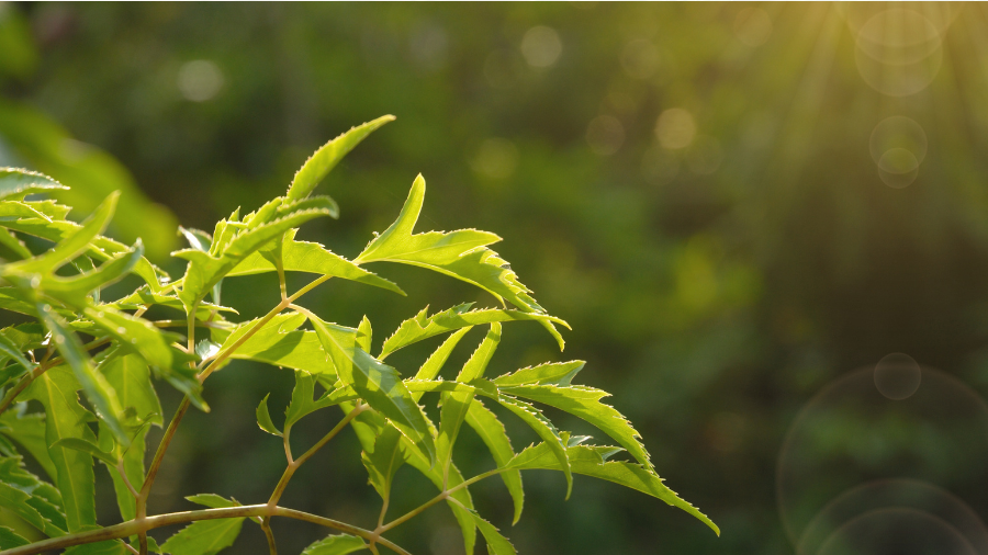 Lá đinh lăng có tác dụng giải nhiệt, giảm viêm, kháng khuẩn