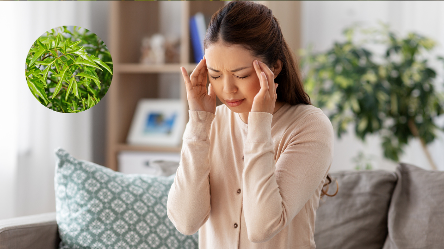 Nghiên cứu khoa học đã chứng minh rằng cây đinh lăng có khả năng cải thiện tuần hoàn máu