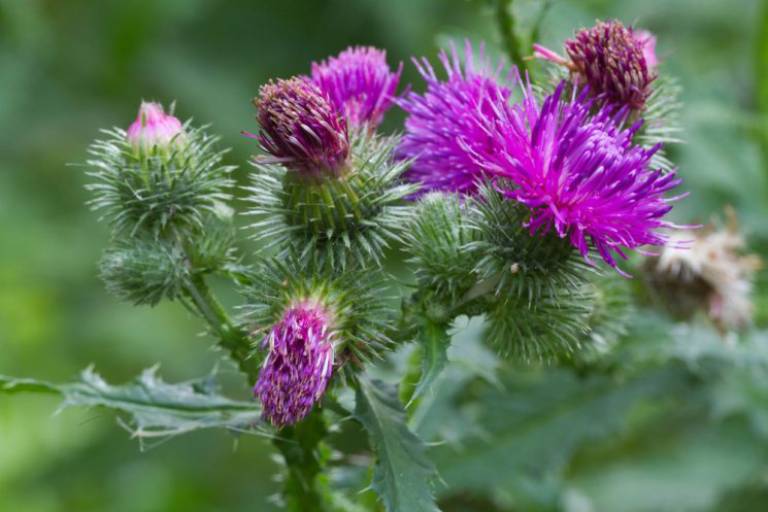 Cây Kế sữa (Milk Thistle): Thần dược bảo vệ gan