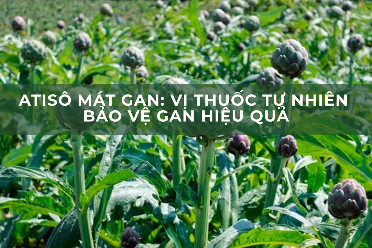 Atisô mát gan: Vị thuốc tự nhiên bảo vệ gan hiệu quả