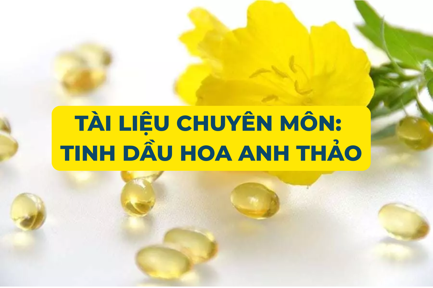 Tài liệu chuyên môn: Tinh dầu hoa anh thảo từ A tới Z