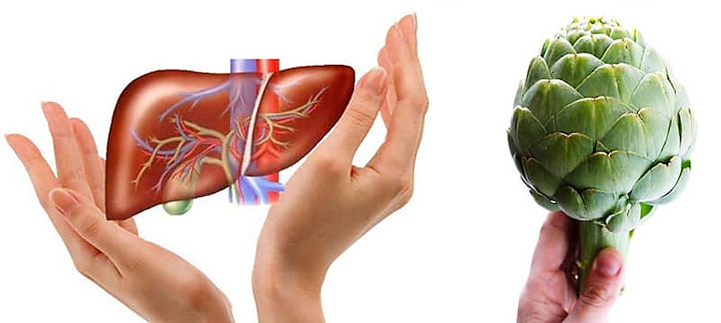 Atisô giải độc gan hiệu quả