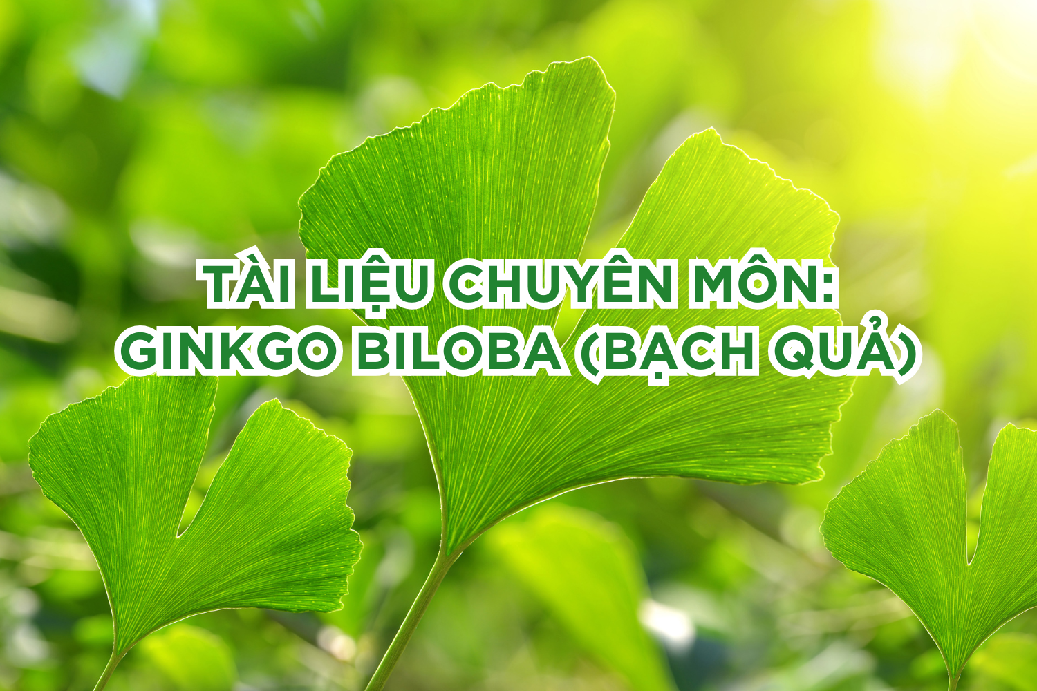 Tài liệu chuyên môn: tất tần tật về Ginkgo Biloba (Bạch quả)
