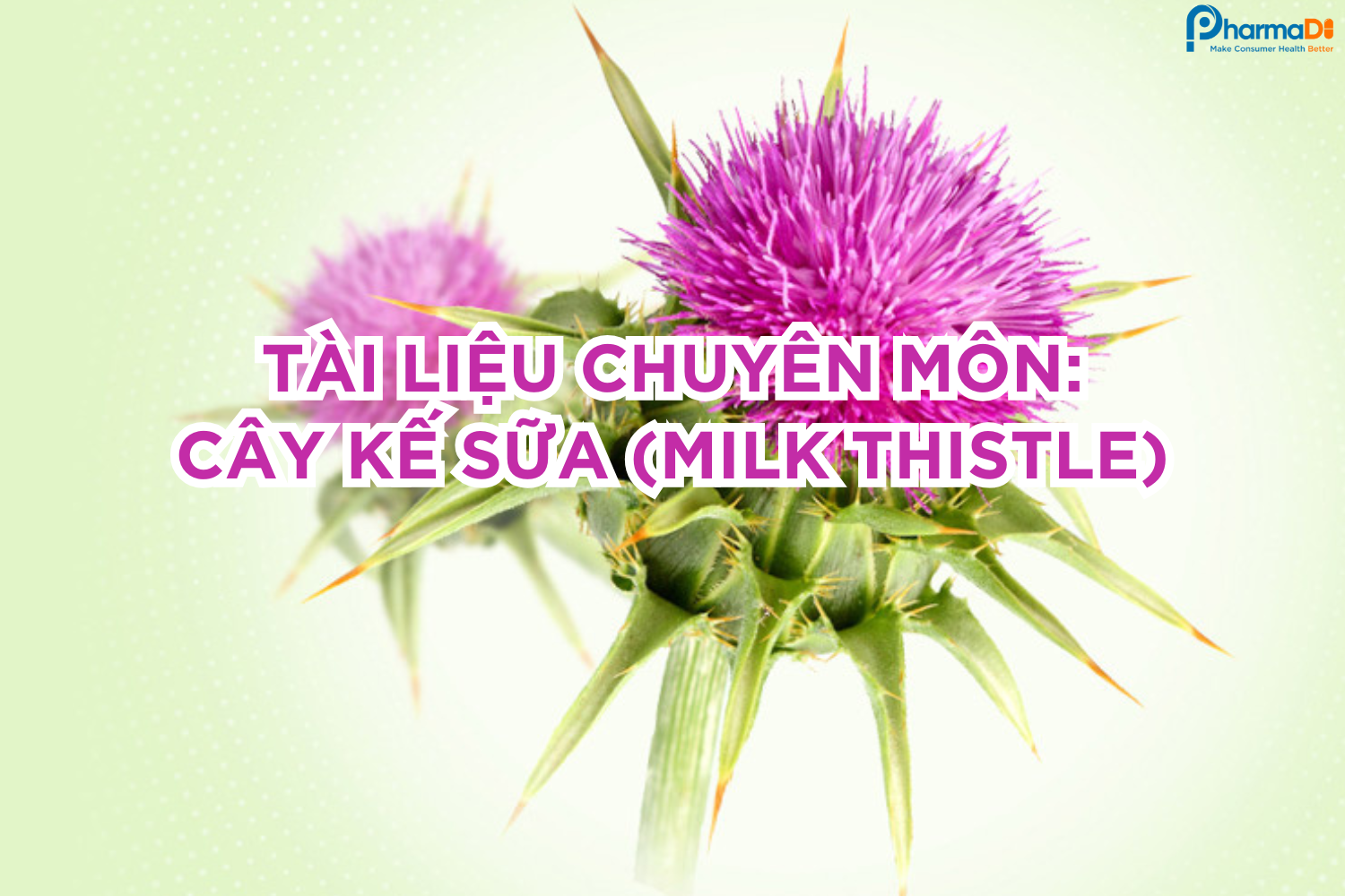 Tài liệu chuyên môn: tất tần tật về Milk Thistle (Cây kế sữa)